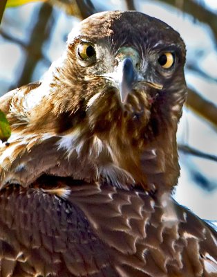 Red-tailed Hawk, Valley Ford, CA