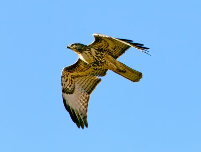 Red-tailed Hawk, Valley Ford, CA