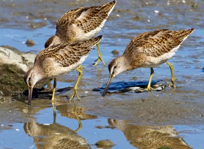 Short-billed Dowitchers, Bodega Bay, CA