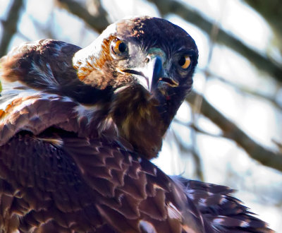 Red-tailed Hawk, Valley Ford, CA