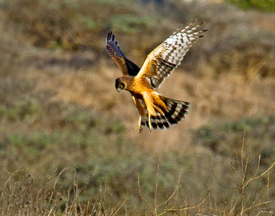 Northern Harrier, Bodega Bay, CA