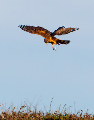 Northern Harrier, Bodega Bay, CA