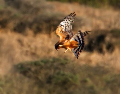 Northern Harrier, Bodega Bay, CA