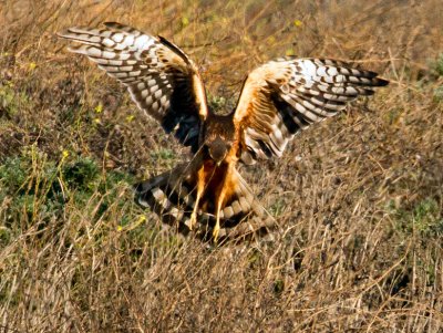 Northern Harrier, Bodega Bay, CA