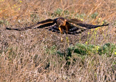 Northern Harrier, Bodega Bay, CA