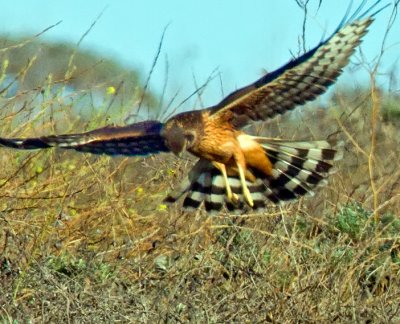 Northern Harrier, Bodega Bay, CA