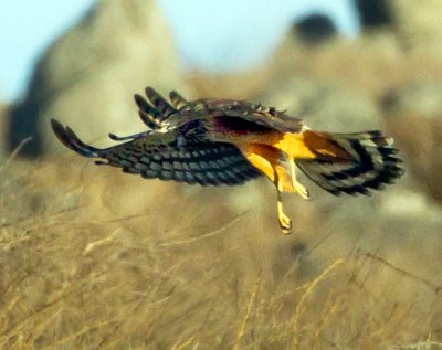 Northern Harrier, Bodega Bay, CA
