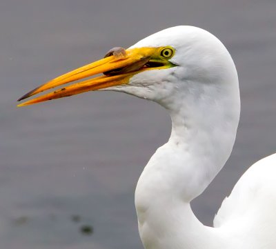 Egret, Bodega Bay, CA