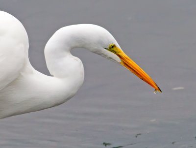 Egret, Bodega Bay, CA