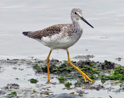 Yellowlegs