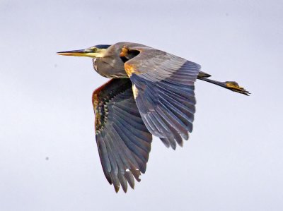 Great Blue Heron, Bodega Bay, CA