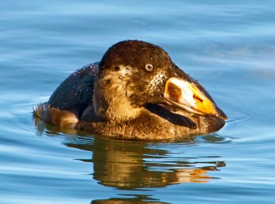 Surf Scoter (Female), Bodega Bay, CA