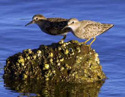 Least Sandpipers, Bodega Bay, CA