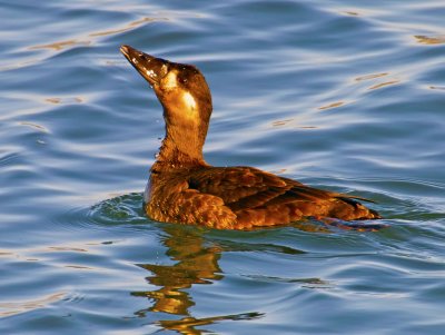 Surf Scoter, Bodega Bay, CA