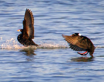 Surf Scoters, Bodega Bay, CA