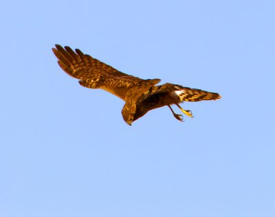 Northern Harrier, Bodega Bay, CA