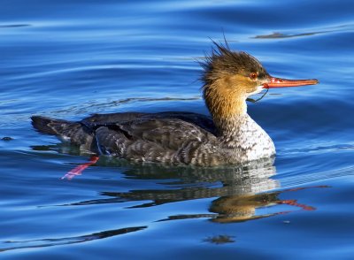 Merganser, Bodega Bay, CA