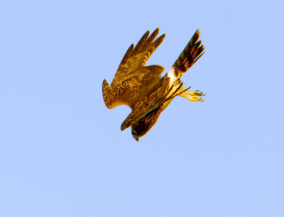 Northern Harrier Diving, Bodega Bay, CA