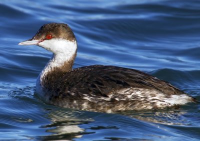 Horned Grebe, Bodega Bay, CA