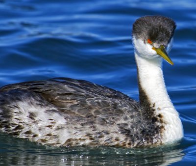 Grebes and Loons