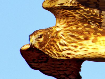 Northern Harrier, Bodega Bay, CA