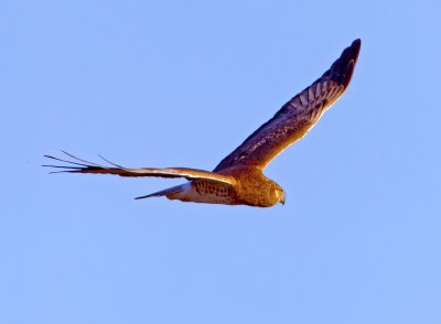 Northern Harrier, Bodega Bay, CA