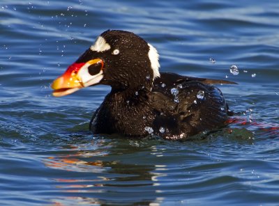 Surf Scoter, Bodega Bay, CA