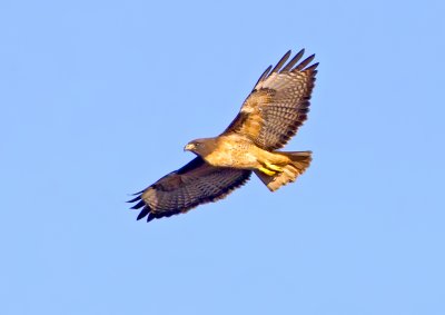 Red-tailed Hawk, Bodega Bay, CA
