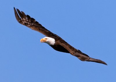 Bald Eagle, Crain Reservoir, Oregon