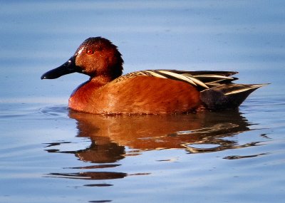Cinnamon Teal, Sacramento Wildlife Refuge, CA