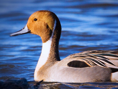 Northern Pintail