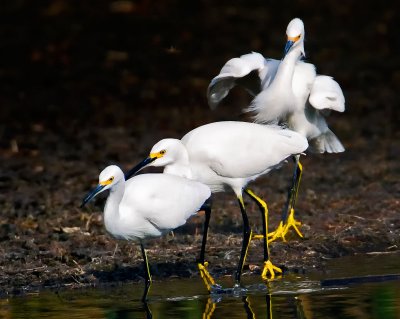 Egrets, Solano Lake, CA