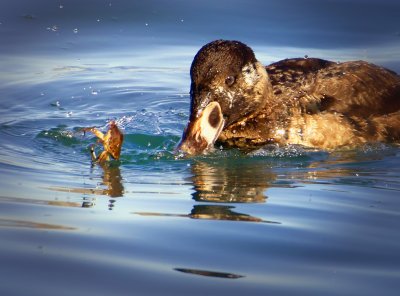 Scoter and Crab, Bodega Bay, CA