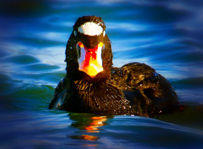 Surf Scoter, Bodega Bay, CA