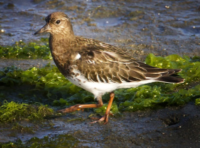 Surfbird, Bodega Bay, CA