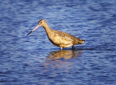 Marbled Godwit, Bodega Bay, CA