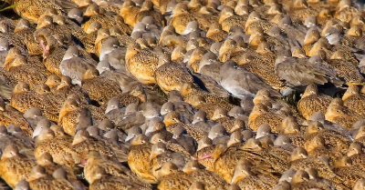 Godwits and Willets, Bodega Bay, CA