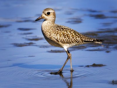 Black-Bellied Plover, Bodega Bay, CA