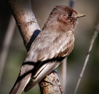 Black Phoebe, Solano Lake, CA
