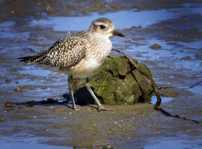Black-Bellied Plover, Bodega Bay, CA