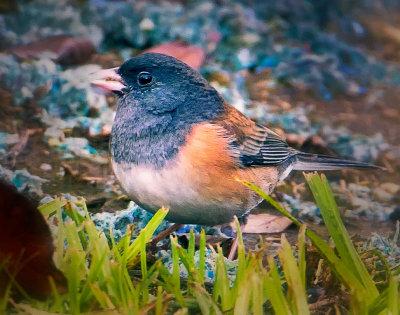 Dark-eyed Junco, Solano Lake, CA