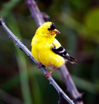 American Goldfinch, Port Orford, OR