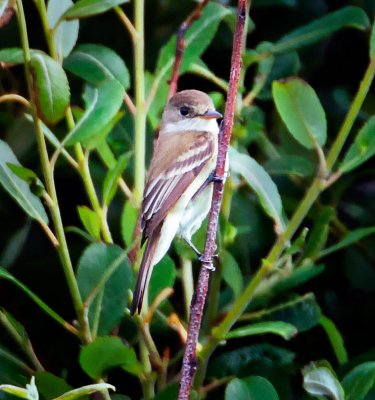 Willow Flycatcher, Port Orford, OR