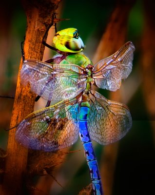 Dragonfly, Gray Lodge Wildlife Area, CA