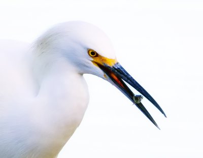 Egret, Solano Lake, CA
