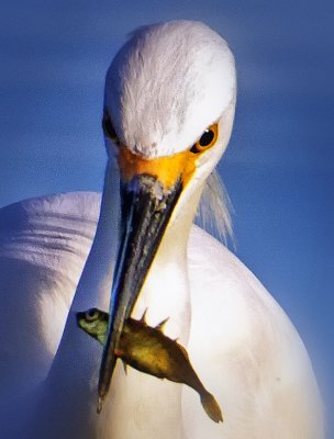 Egret, Solano Lake, CA
