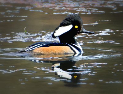 Merganser, Solano Lake, CA