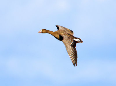 Greater White-fronted Goose, Sacramento Wildlife Refuge, CA