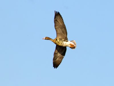 Greater White-fronted Goose, Sacramento Wildlife Refuge, CA