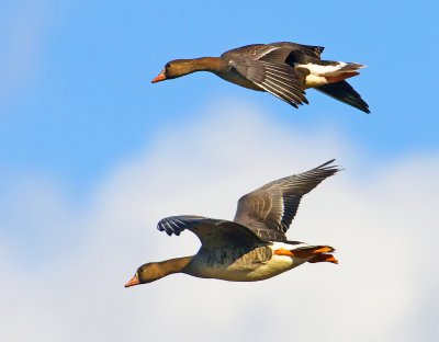 Greater White-fronted Geese, Sacramento Wildlife Refuge, CA